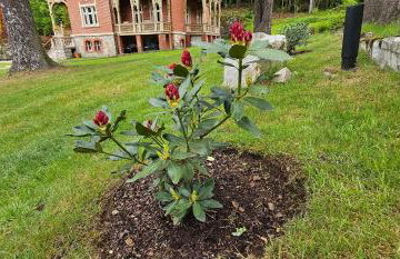 Willa Trebla - Foto 2