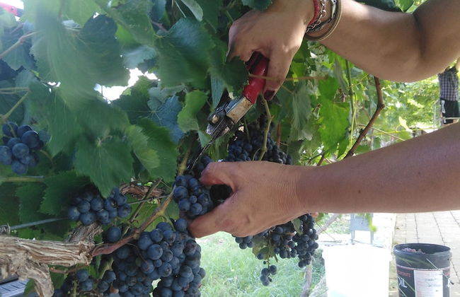 Agriturismo Il Megalite - Foto 39