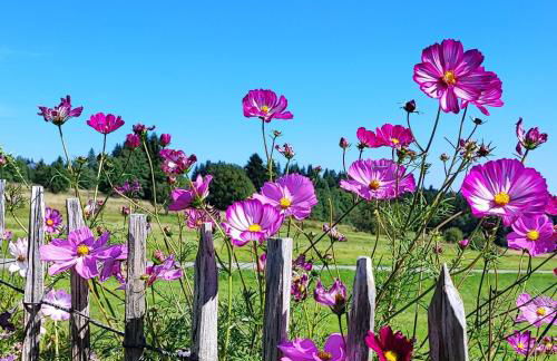 "Das Jagdhaus"- Chalet am Skigebiet mit Sauna - Foto 20