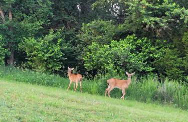 #4 - Amish Log Camping Cabin Walk to the Water cabin - Foto 28