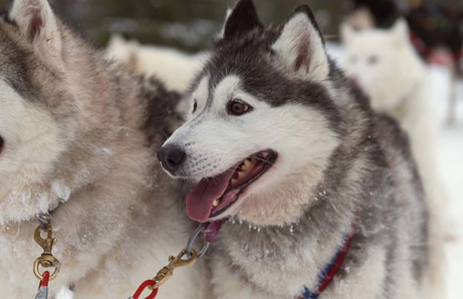 Balade en traîneau tiré par des huskies - Photo 1