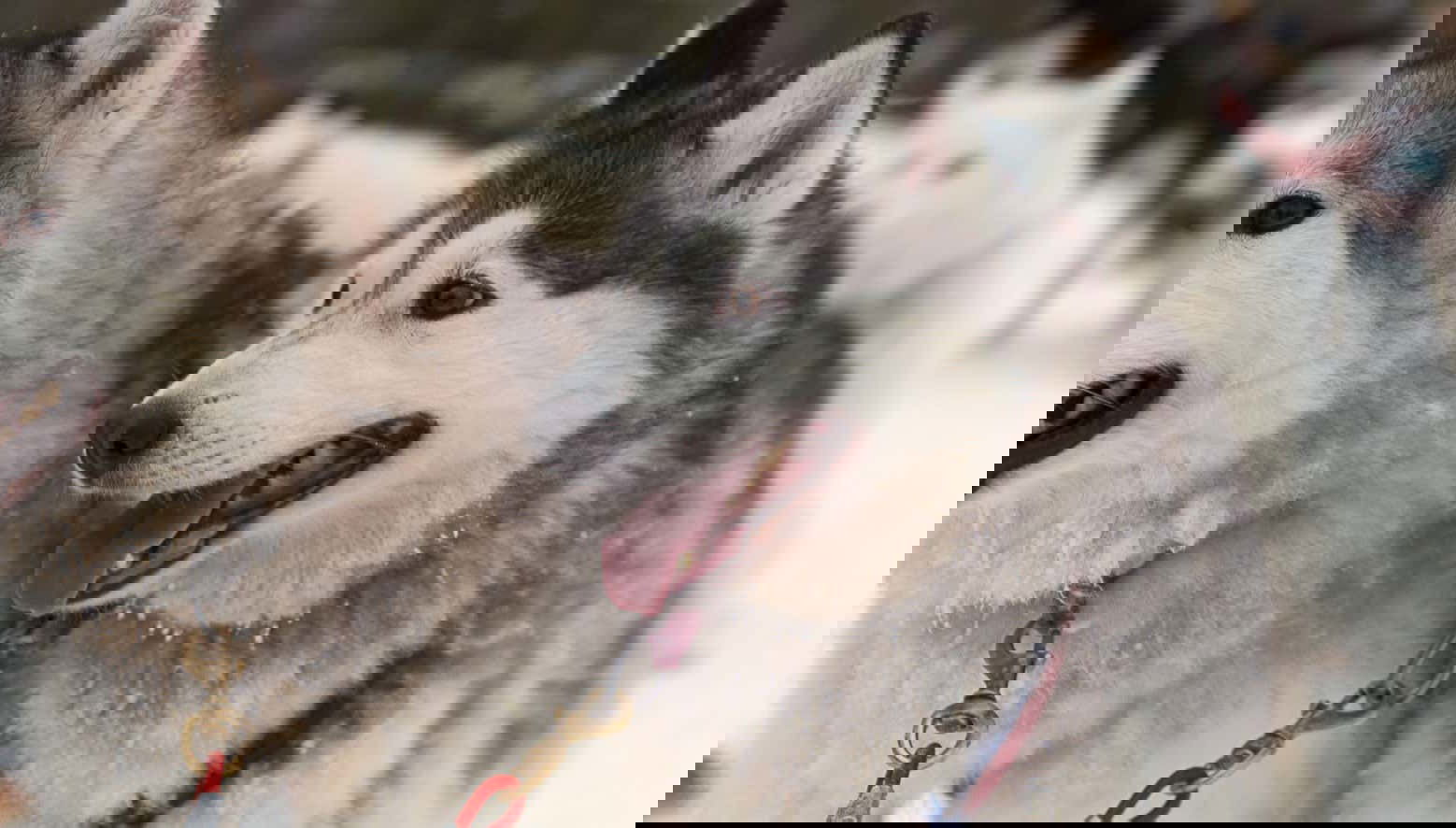 Paseo en trineo de perros husky