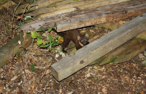 Ardgarry Farm - Photo 41