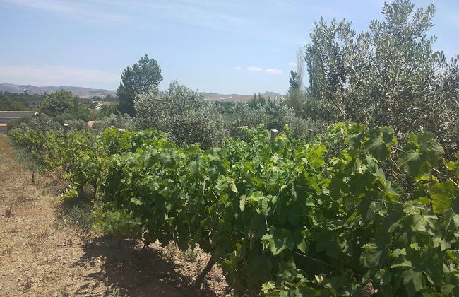 Akarca Bag Evleri - Photo 22