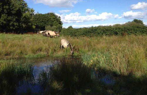 Pühler - Ferienwohnung Amsel - Foto 24