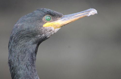 Sky Cottage in Golant village near Fowey - Foto 14