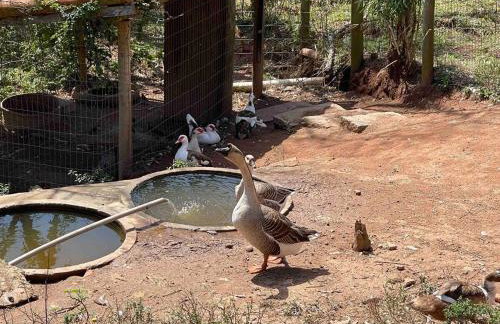 Sítio incrível com piscina e lago - Foto 33
