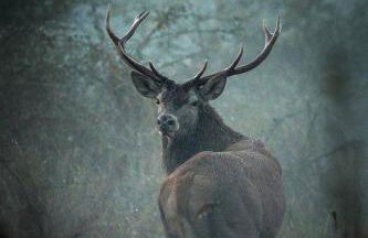 Les anges De Fleury - Foto 31