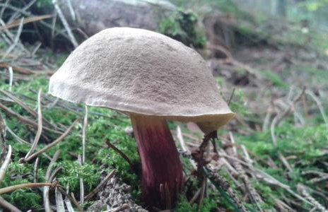 Wiejska Chata - Foto 53