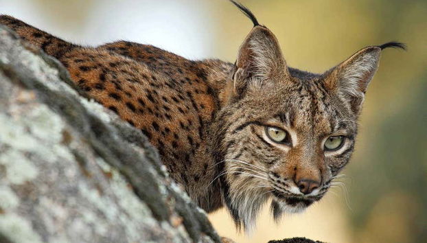 Doñana National Park 4x4 Tour - Photo 4