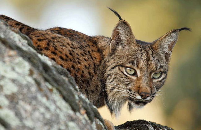 Doñana National Park 4x4 Tour - Photo 4