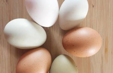 Pet and Breakfast Pet Friendly Country House - Foto 29