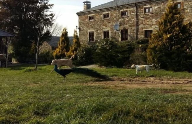 Casa Rural O Ventorrillo - Foto 59