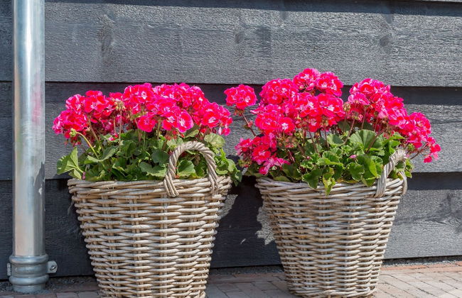 Mansion in Vrouwenpolder Near Beach - Foto 10