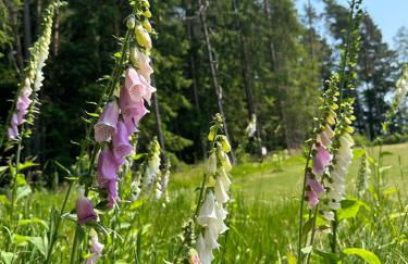 Ferienchalet Sophie - Foto 23