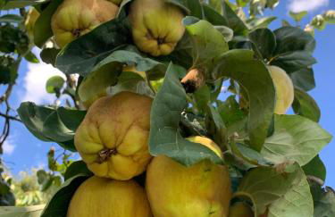 Podere Cerciano - Foto 72