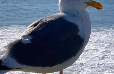 Bodega Bay Magical Ocean Front w/Amazing View! - Foto 59