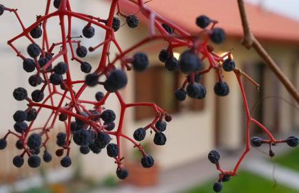 Fyllenia Country Home, Aridaia, Pozar Baths - Foto 32