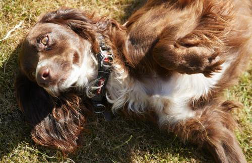 Pear Tree Cottage Shropshire - Foto 14