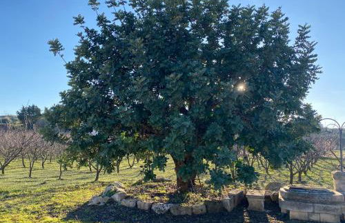 Trullo della Selva - Foto 20