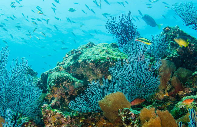 Beginners Scuba Diving - Foto 6