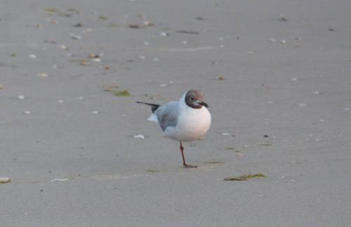 Ferienwohnungen "Strand & Gut" - Dietmar Opel - Foto 66