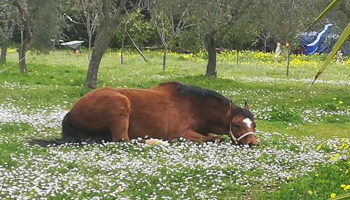 Casa Masseria Le Ville - Foto 4