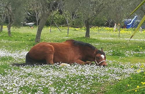 Casa Masseria Le Ville - Foto 4