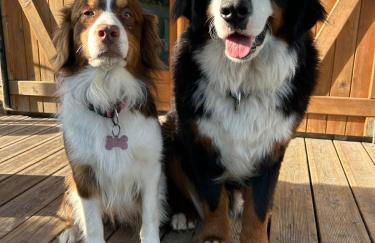 Un Chalet au Verger dog friendly - Foto 18