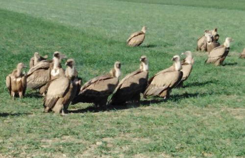 El Desván del Campanero apartamento con jardín - Foto 42