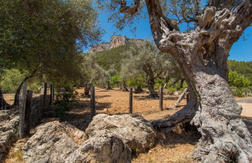 Agroturismo Son Penyaflor - Foto 16