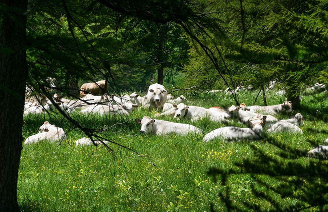 Rebecca s House few Steps From Skiing - Foto 4