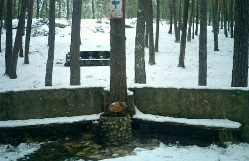 Fuente del Pino Cañón de Río Lobos - Foto 47