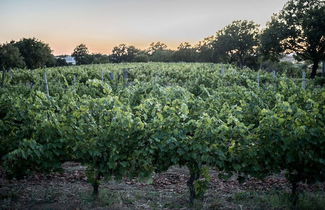 Traldi Resort - Foto 37