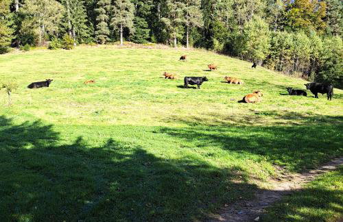 Ferienhaus Schwarzwald Seewald Erzgrube Badesee 100% Natur - Foto 15