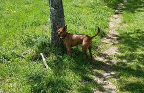 Harzquartier - Foto 48