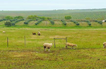Casa da Tia Luísa - Foto 36
