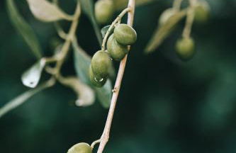 Agriturismo La Terrazza sul Mangia - Foto 77