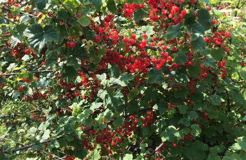 Le chant de la rivière en Berry - Foto 28