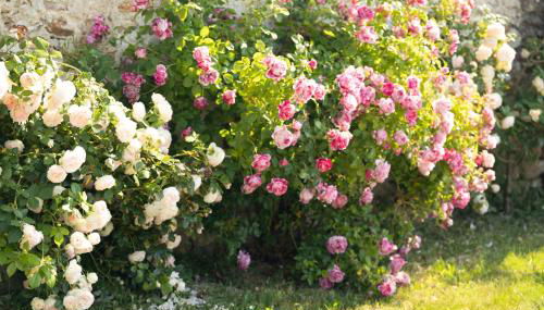 Gite L'orchidée - Foto 5, Garden view