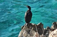 SWIM and CLIMB BAŠKA HOLIDAY HOUSE - island KRK - Foto 8