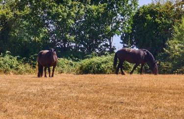 Manoir du Bois Joly - Gîte du Fournil - Foto 56