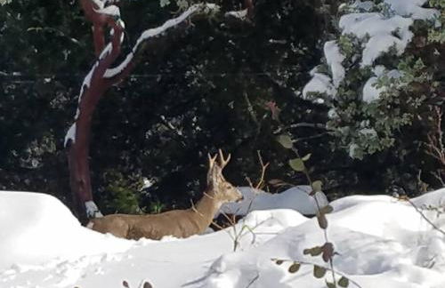 Uncle Grizz's Cabin...get intouch with nature - Foto 37