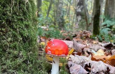 The Old Station, Station House, Snettisham Norfolk - Foto 30