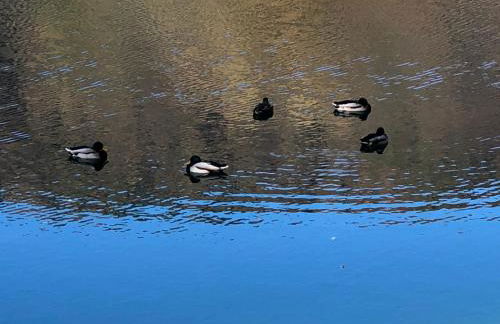 Escale Ugine - Foto 46