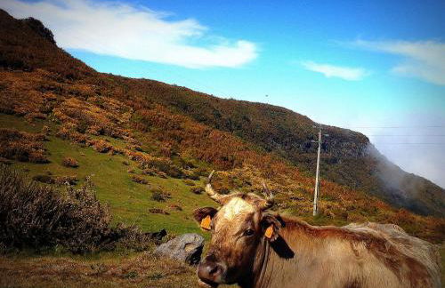Madeira Sunset Cottage - Nature Retreat - Foto 15