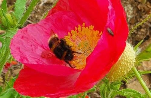 Dartmoor Reach Alpaca Farm - Foto 116