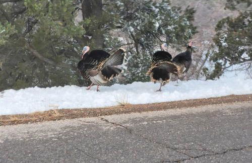 Live Simply Cabin, Walking distance to East Zion trails - Foto 21