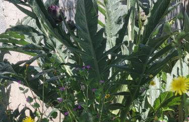 Rustic Home Maslenica - Photo 20