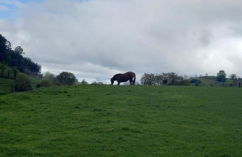 PequeñoCabárceno - Foto 49